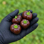 Mini Chocolate Bell Pepper Seeds