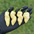 White Devils Tongue Pepper Seeds