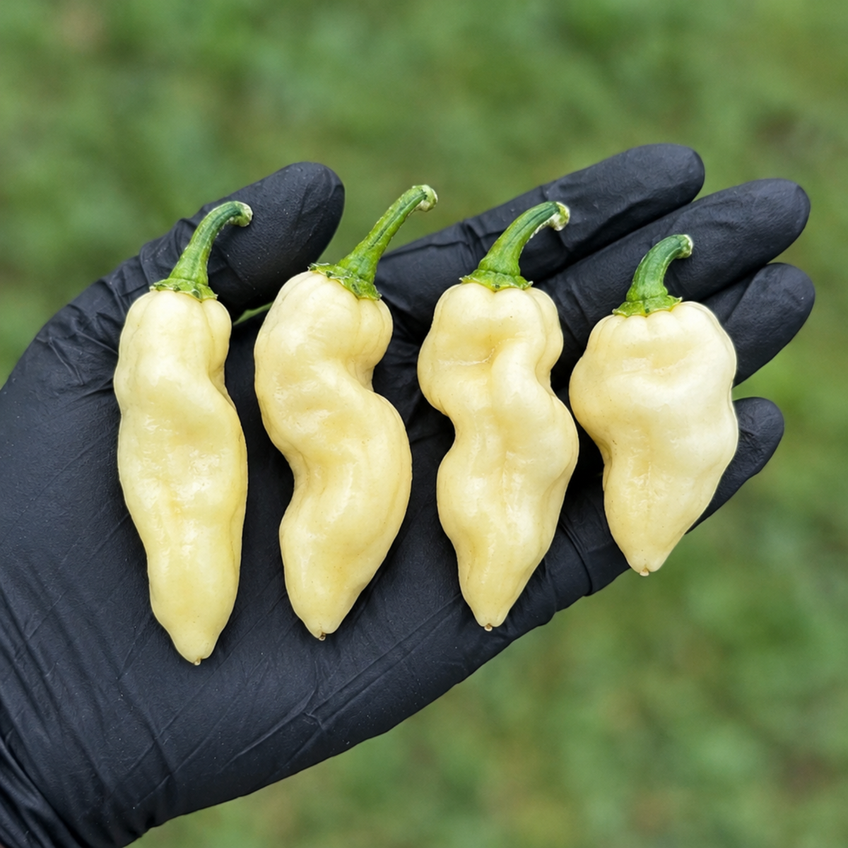White Devils Tongue Pepper Seeds