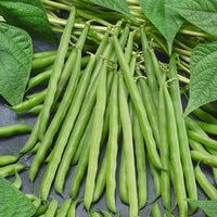 French Garden Bean Seeds (Organic)