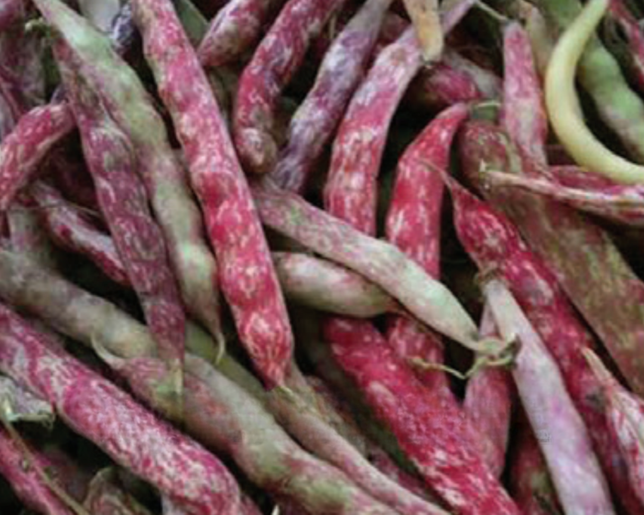 French Horticultural Bean Seeds