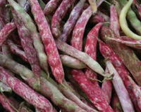 French Horticultural Bean Seeds