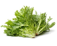 Frisee Endive Seeds