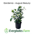 August Beauty Gardenia Shrub white flower