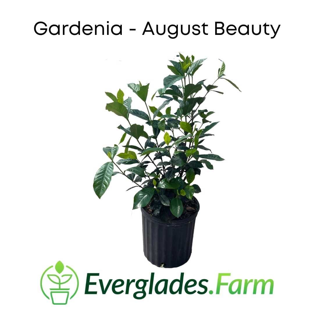 August Beauty Gardenia Shrub white flower