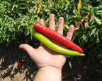Garden Salsa Hybrid Hot Pepper Seeds