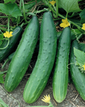 Garden Sweet Burpless Hybrid Cucumber Seeds