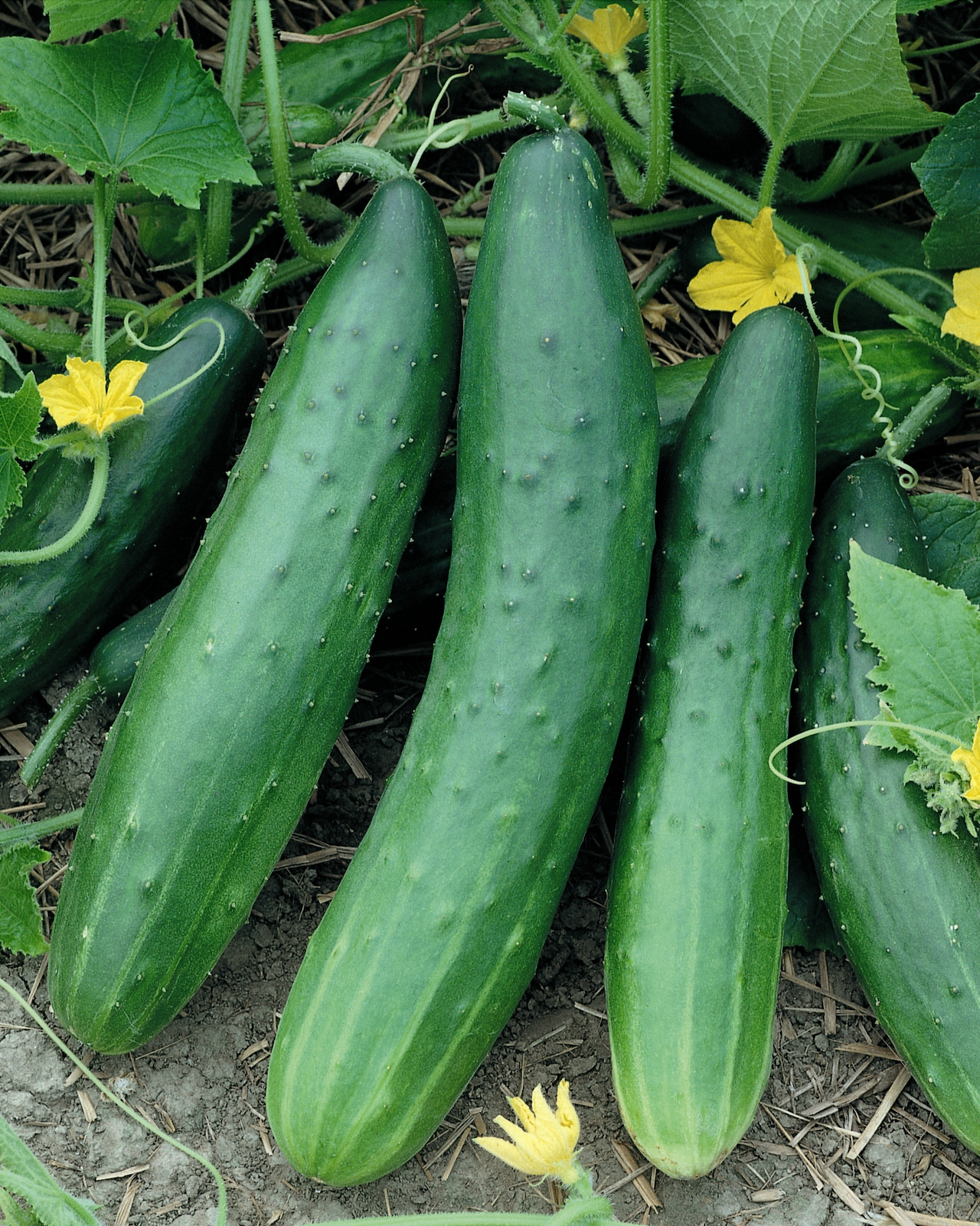 Garden Sweet Burpless Hybrid Cucumber Seeds