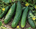 Garden Sweet Burpless Hybrid Cucumber Seeds