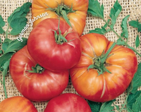 German Johnson Pink Tomato Seeds