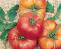 German Johnson Pink Tomato Seeds
