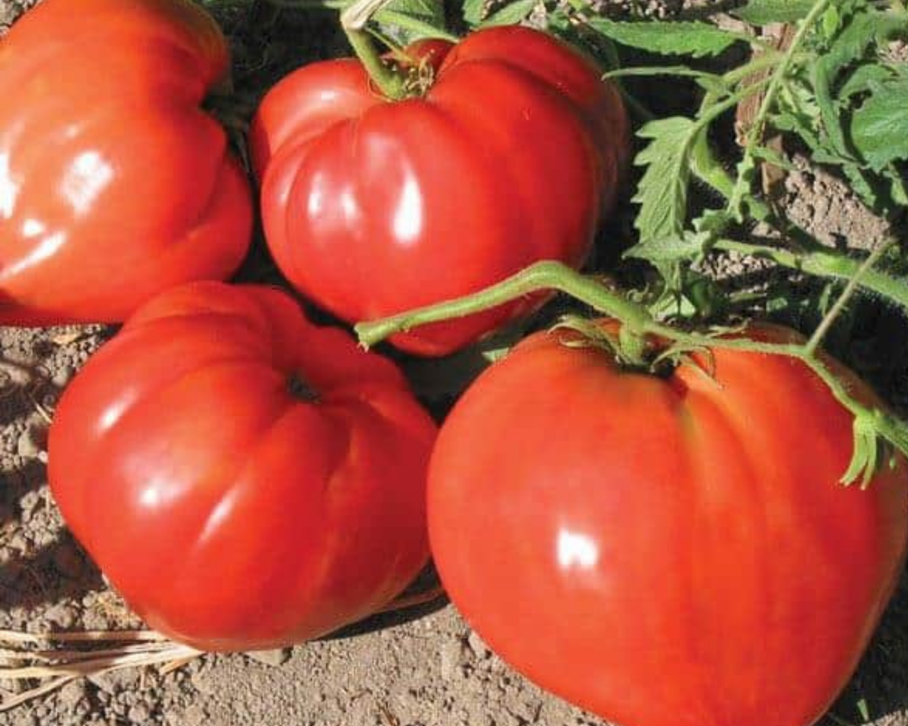 orange strawberry tomato seeds German Red Strawberry Tomato Seeds