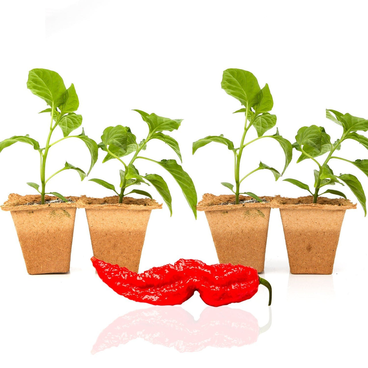 Ghost Pepper Plants - The Pepper Pantry (Formerly Marie Sharp's)