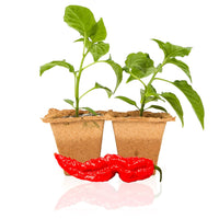 Ghost Pepper Plants - The Pepper Pantry (Formerly Marie Sharp's)