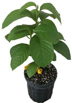 Giant Granadilla Plant