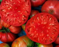 Giant Belgium Tomato Seeds