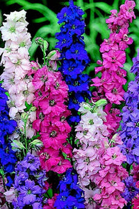 Giant Imperial Mix Larkspur Seeds