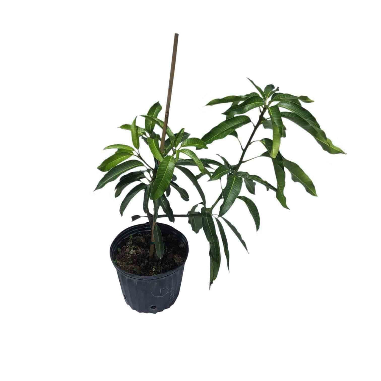 Glenn Mango Tree, Grafted