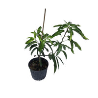 Glenn Mango Tree, Grafted