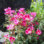 Godetia, Semi-Tall Single Mix (1/4 lb)