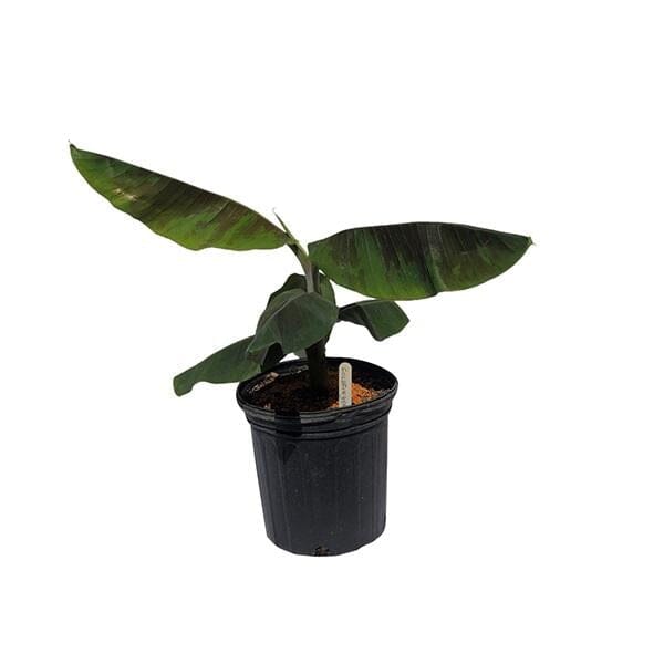Goldfinger Banana Musa FHIA-1 - The Resilient Delight