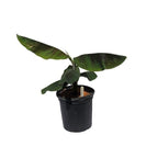 Goldfinger Banana Musa FHIA-1 - The Resilient Delight