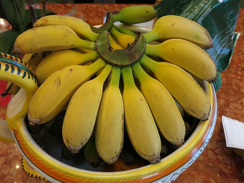 Goldfinger Banana Musa FHIA-1 - The Resilient Delight