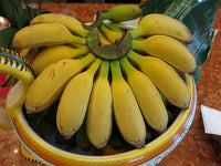 Goldfinger Banana Musa FHIA-1 - The Resilient Delight