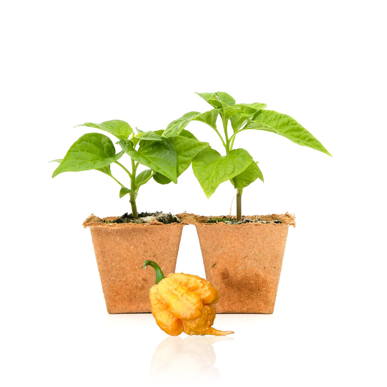 Golden Carolina Reaper Pepper Plants - The Pepper Pantry (Formerly Marie Sharp's)