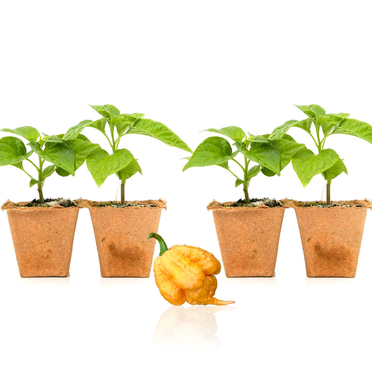 Golden Carolina Reaper Pepper Plants - The Pepper Pantry (Formerly Marie Sharp's)