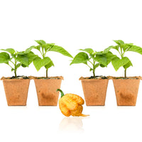 Golden Carolina Reaper Pepper Plants - The Pepper Pantry (Formerly Marie Sharp's)