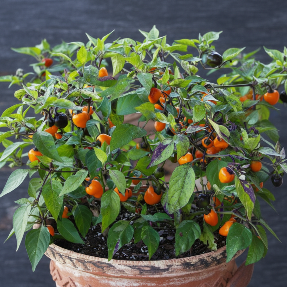 Golden Nugget Pepper Seeds