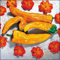 Thumbnail for Golden Treasure Sweet Pepper Seeds