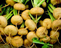 Golden Ball Turnip