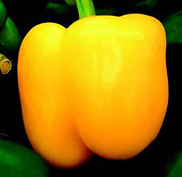 Golden Calwonder Pepper Seeds