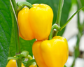 Golden Calwonder Pepper Seeds