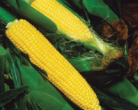 Golden Jubilee (yellow su) Hybrid Sweet Corn Seeds