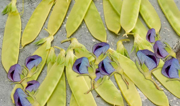 Golden Sweet Snow Pea Seeds