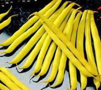 Improved Golden Wax (or Topnotch) Bean Seeds