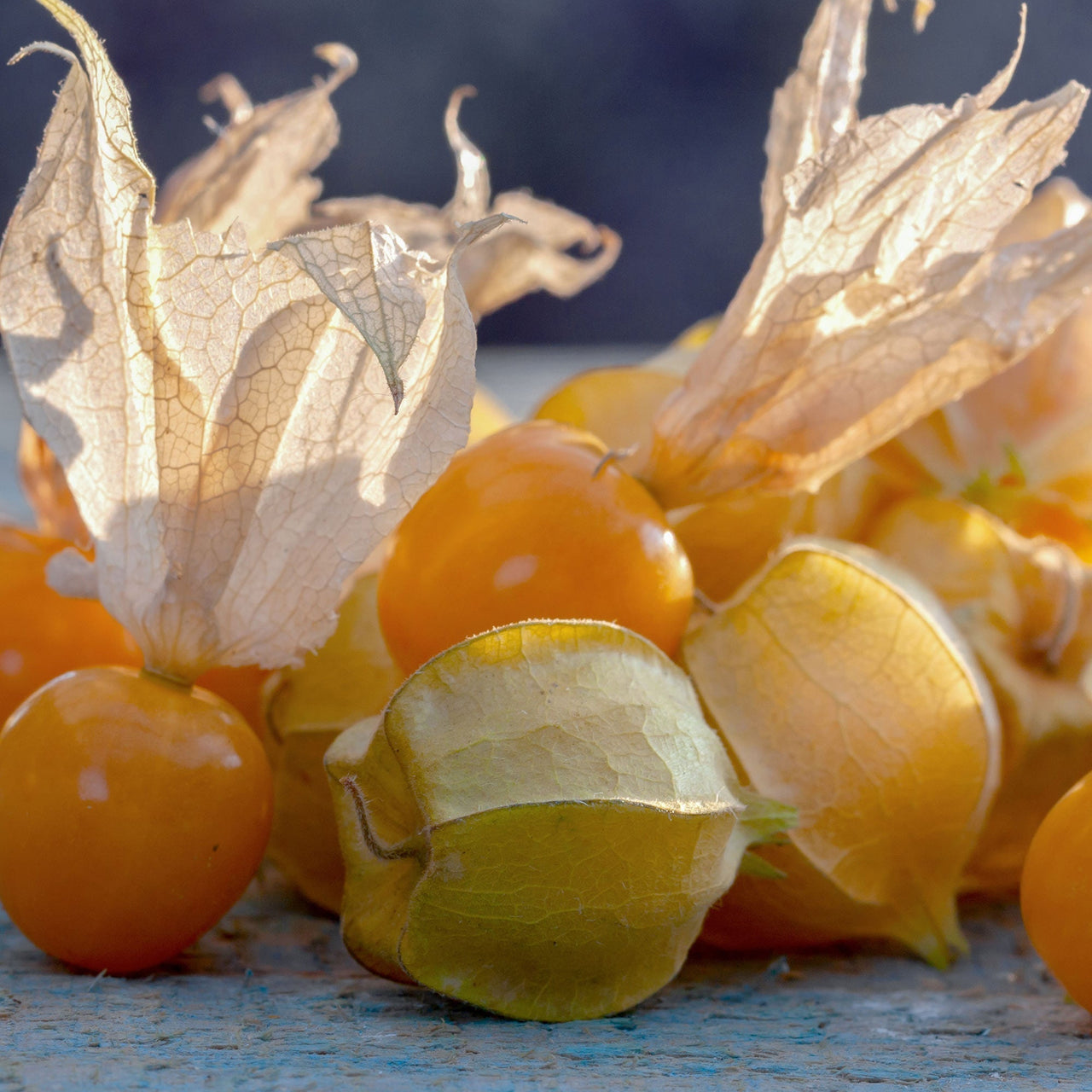 Goldie Husk Tomatillo Seeds - The Pepper Pantry (Formerly Marie Sharp's)