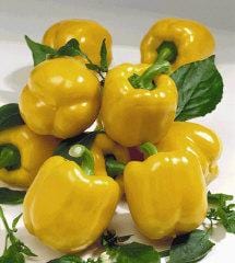 Goldrush F1 Pepper Seeds - The Pepper Pantry (Formerly Marie Sharp's)