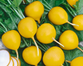 Golden Helios Radish Seeds