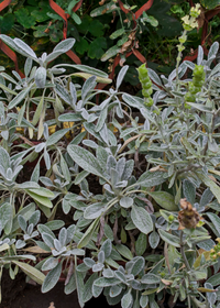 Greek Mountain Tea (Sideritis scardica)