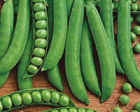 Green Arrow Pea Seeds
