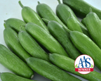 Green Light Hybrid Cucumber Seeds