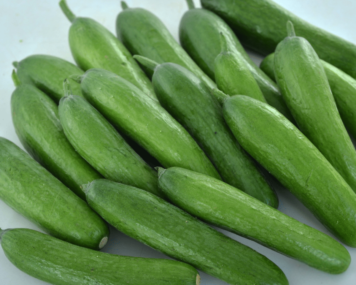 Green Light Hybrid Cucumber Seeds