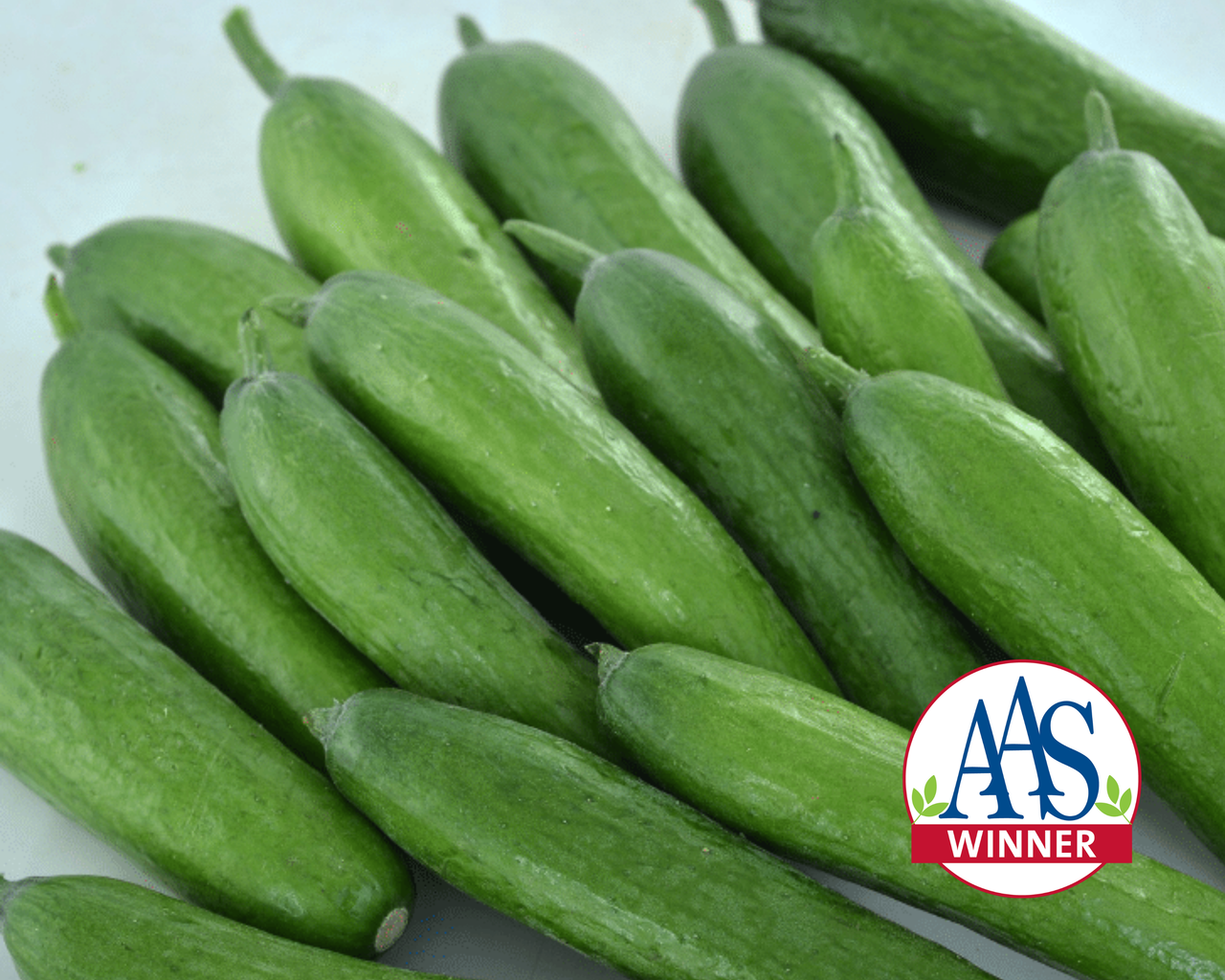 Green Light Hybrid Cucumber Seeds