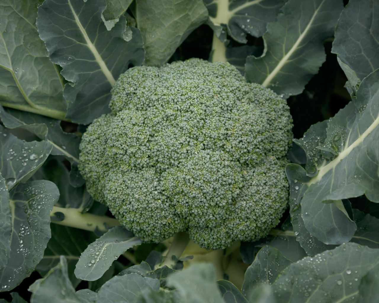 Gypsy Hybrid Broccoli Seeds