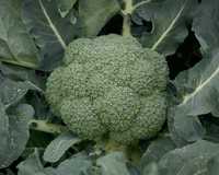 Gypsy Hybrid Broccoli Seeds