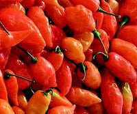 Habanada Pepper Seeds